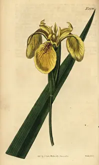 Yellow flag, yellow iris or water flag, Iris pseudacorus