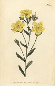 Stephen Couchman Prints: Yellow flax or golden flax, Linum flavum
