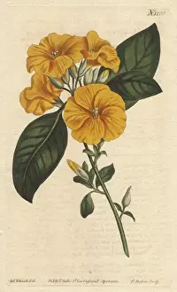 Sydenham Prints: Yellow flax or three-styled flax with vivid