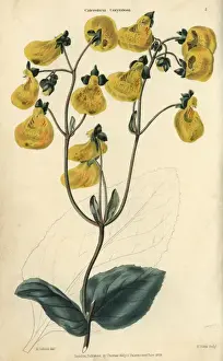 Flowered Prints: Yellow flowered Calceolaria corymbosa from Chile