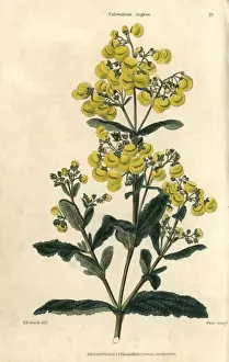 Rugosa Prints: Yellow flowered Calceolaria rugosa