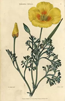 Poppy Collection: Yellow flowered California poppy, Eschscholzia californica