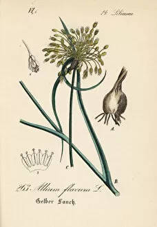 Allium Gallery: Yellow-flowered garlic, Allium flavum