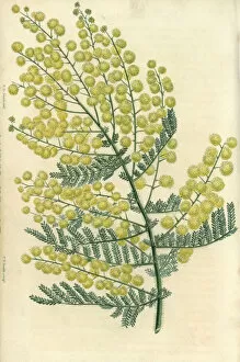 Acacia Gallery: Yellow flowered hairy-stemmed acacia, Acacia pubescens