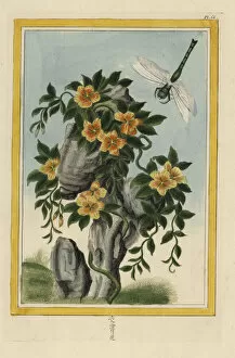 Dragonfly Collection: Yellow-flowered ladys nightcap, Bonamia species