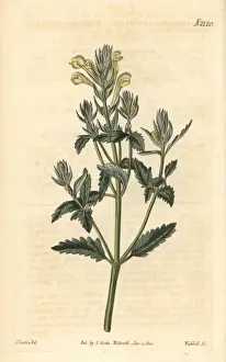 Skullcap Prints: Yellow-flowered skullcap, Scutellaria orientalis