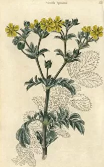 Yellow flowered splendid cinquefoil, Potentilla splendens