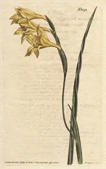 Yellow-flowered, square-leaved cornflag, Gladiolus tristis