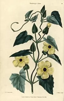 Alata Gallery: Yellow flowers and leaves of Black-eyed Susan