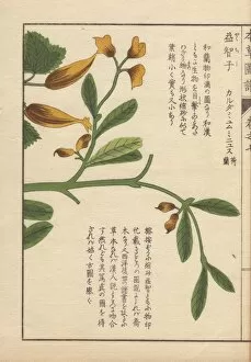 Amomum Gallery: Yellow flowers and leaves of Cheilocostus speciosus
