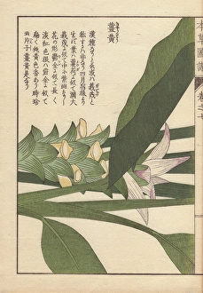 Yellow flowers and leaves of turmeric, Curcuma Yellow flowers and leaves of turmeric, Curcuma