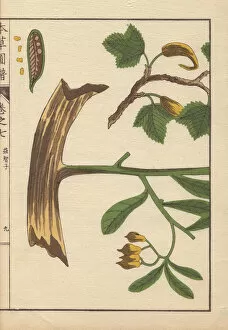 Amomum Gallery: Yellow flowers, root, seeds and leaves of Cheilocostus