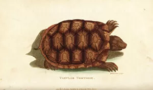 Yellow-footed tortoise, Chelonoidis denticulata