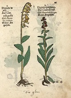 Adam Prints: Yellow foxglove, Digitalis lutea, and common