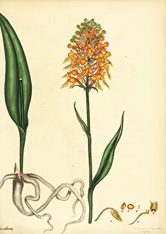 Henry Andrews Prints: Yellow fringed orchid, Platanthera ciliaris