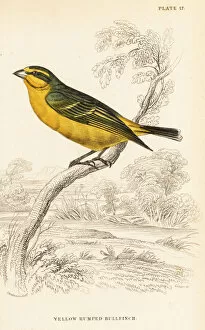 Naturalists Collection: Yellow-fronted canary (Senegal), Crithagra mozambica