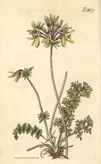 Pelargonium Prints: Yellow fumitory-flowered cranes bill, Pelargonium