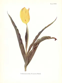 Katherine Gallery: Yellow garden tulip, Tulipa gesneriana
