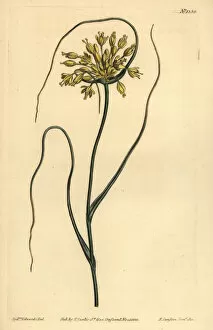 Allium Gallery: Yellow garlic, Allium flavum