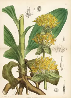Yellow gentian, Gentiana lutea