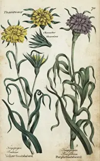 Joshuahamilton Prints: Yellow goatsbeard and salsify