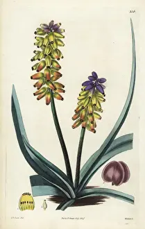 Muscari Prints: Yellow grape hyacinth, Muscari macrocarpum