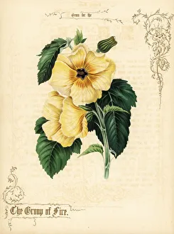 Gold Calligraphy Prints: Yellow hibiscus flowers and foliage
