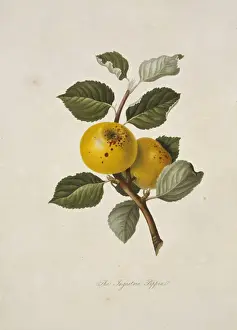 William Hooker Prints: Yellow Ingestrie Pippin Apple