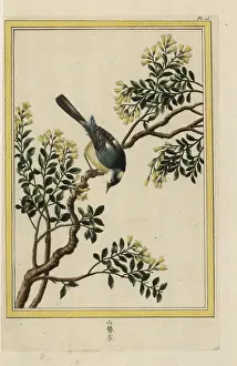 Yellow jasmine, Jasminum humile