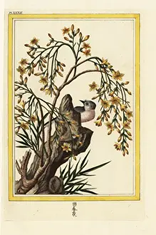 Precieuse Prints: Yellow jasmine, Jasminum odoratissimum