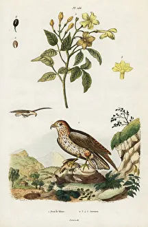 Adolph Fries Prints: Yellow jasmine and short-toed snake eagle