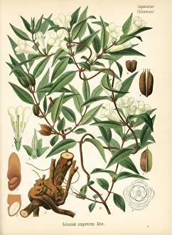 Adolph Prints: Yellow jessamine or jasmine, Gelsemium sempervirens