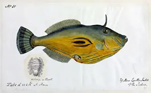 Robert Neill Prints: Yellow leatherjacket