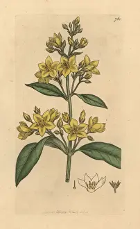 Yellow loosestrife, Lysimachia vulgaris