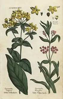 Joshuahamilton Prints: Yellow loosestrife and tufted loosestrife