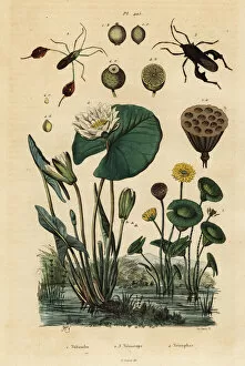 Casse Collection: Yellow lotus, white water lily and leaf-footed bugs