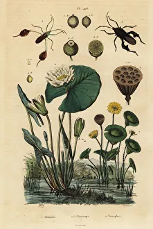 Alba Gallery: Yellow lotus, white water lily and leaf-footed bugs