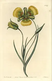 Sydenhamedwards Prints: Yellow mariposa lily, Calochortus luteus
