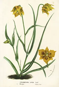 Yellow mariposa lily, Calochortus luteus