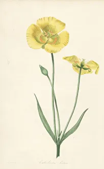 Magazine Of Botany Prints: Yellow mariposa lily, Calochortus luteus