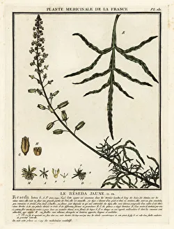 Plante Medicinale De La France Prints: Yellow mignonette, Reseda lutea
