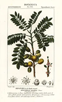 Crustacean Collection: Yellow mombin or hog plum, Spondias monbin