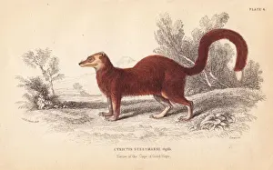 Yellow mongoose, Cynictis penicillata (Cynictis steedmanni)