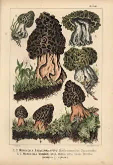 Yellow morel, Morchella esculenta, and green