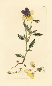 Yellow mountain pansy, Viola lutea