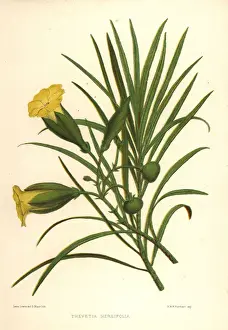 Oleander Prints: Yellow oleander, Thevetia nerifolia