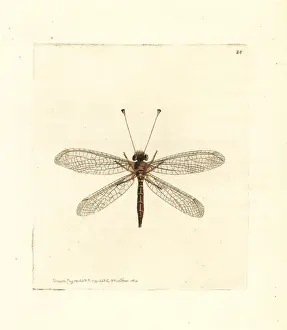 Yellow owl-fly, Suhpalacsa flavipes