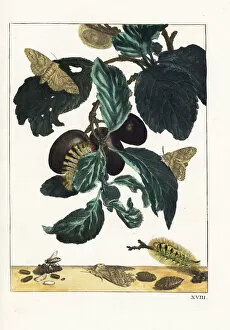 Prunus Gallery: Yellow or pale tussock moth, Calliteara pudibunda