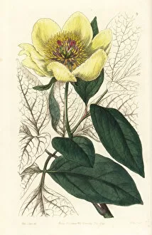 Yellow peony, Paeonia daurica subsp. wittmanniana