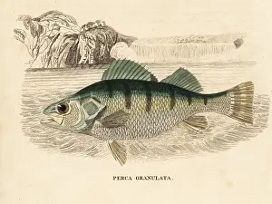 Granulata Prints: Yellow perch, Perca flavescens